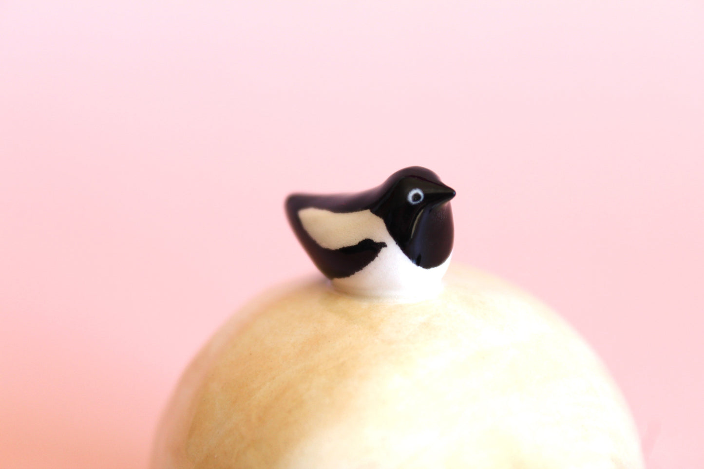 Sheep with a magpie